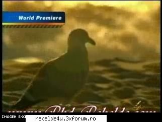 capturi din clipul ,,tu amor